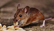 24 Hour & Emergency Exterminators in Baltic, SD